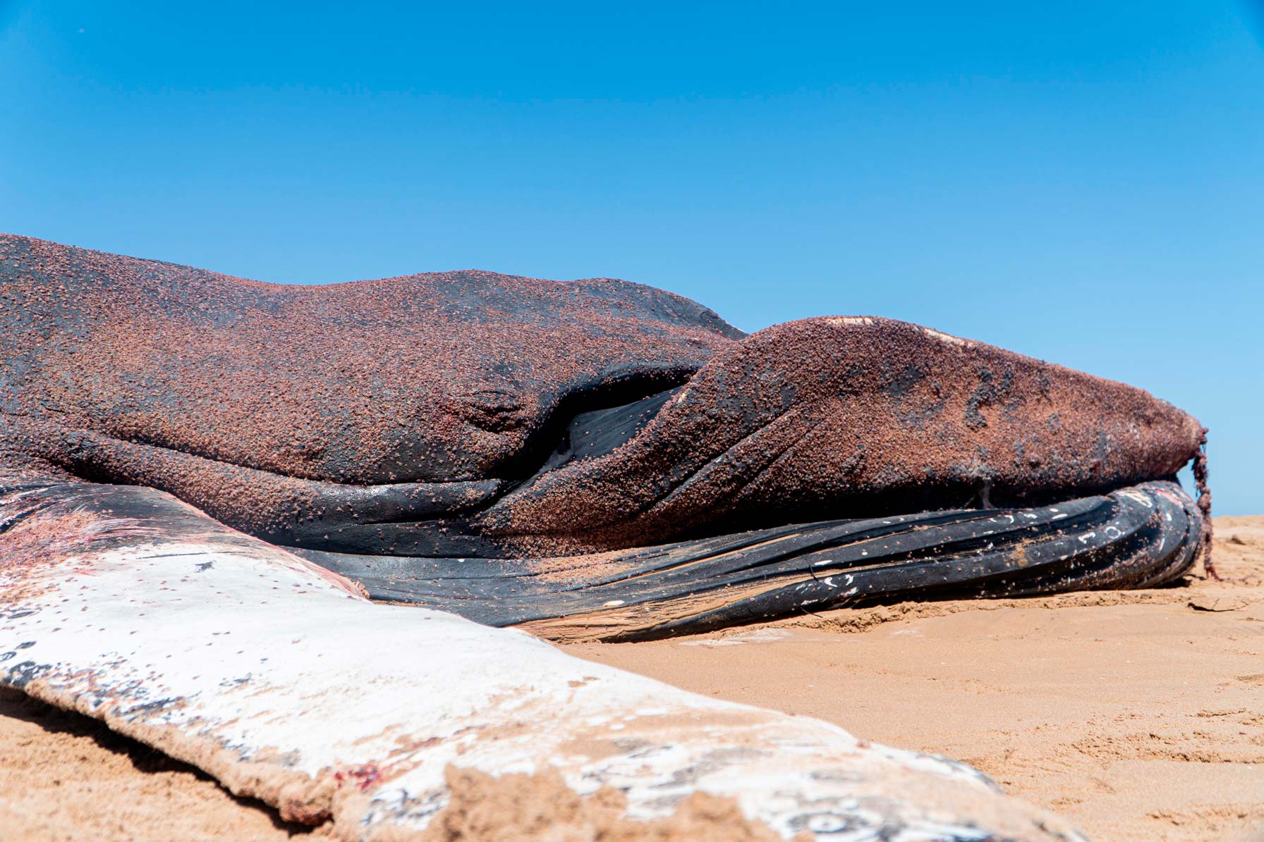 Restos de ballena en Es Caló des Moro