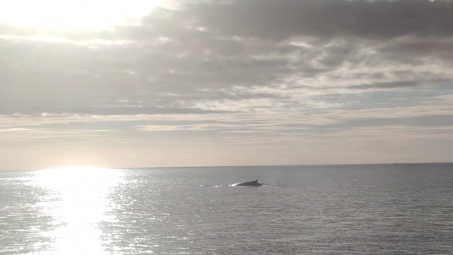 Restos de ballena en Es Caló des Moro