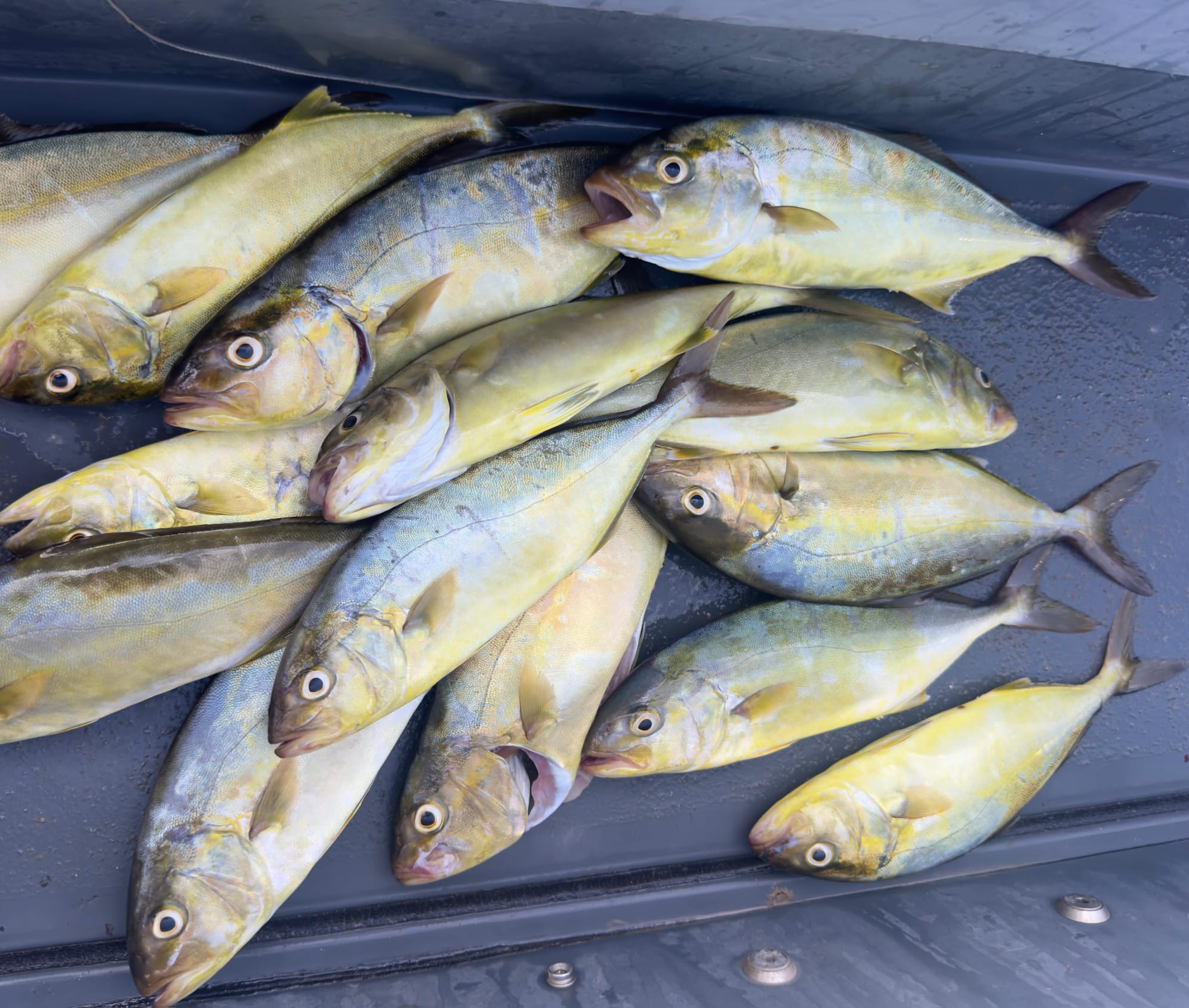 noticias náuticas, actualidad náutica, peces limón, pesca, talla mínima, reserva marina dels freus