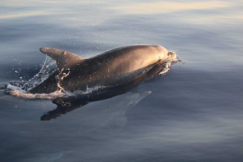 delfines mulares