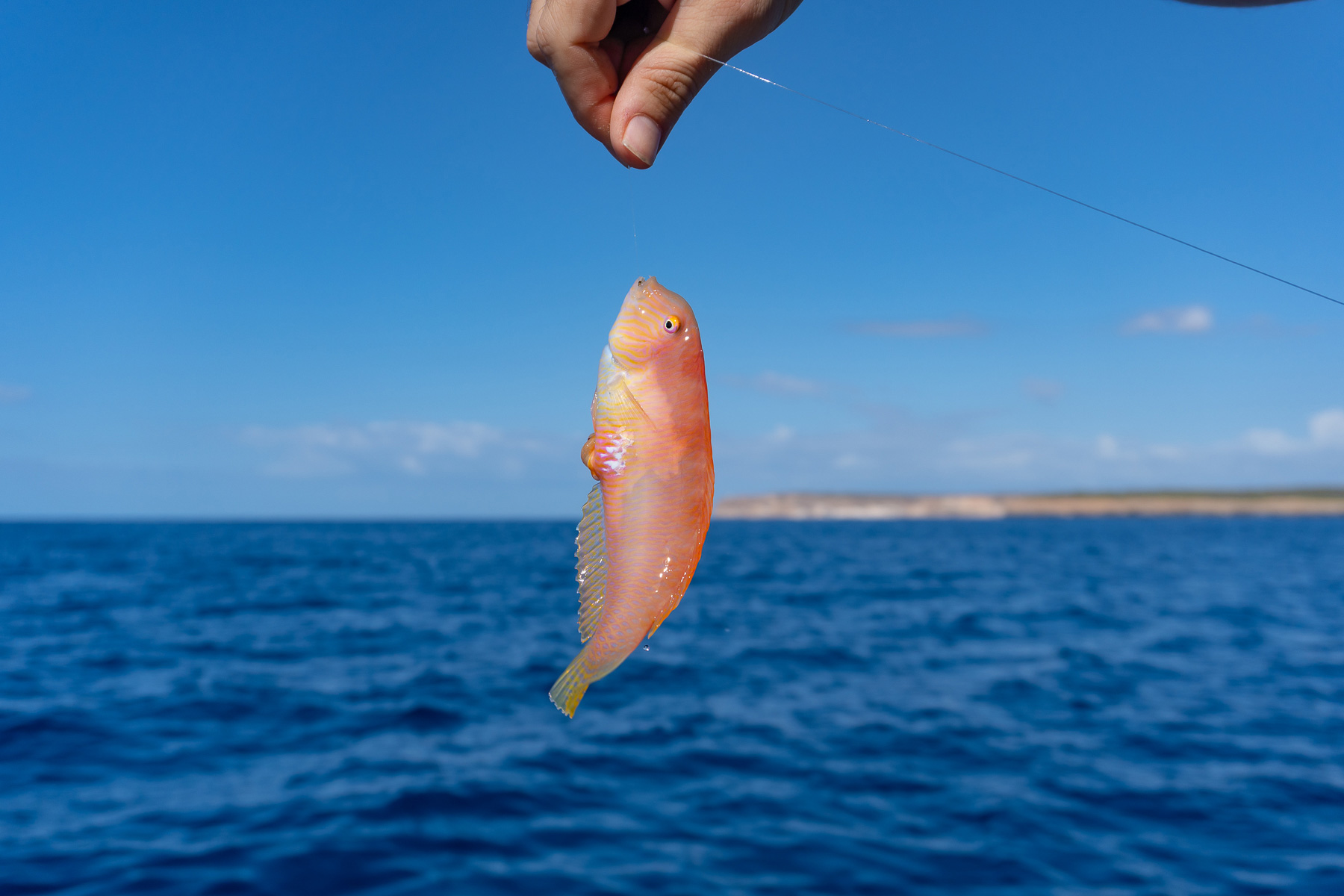 noticias náuticas, actualidad náutica, pesca del raor, pesca, ibiza, formentera, baleares, leyes de 