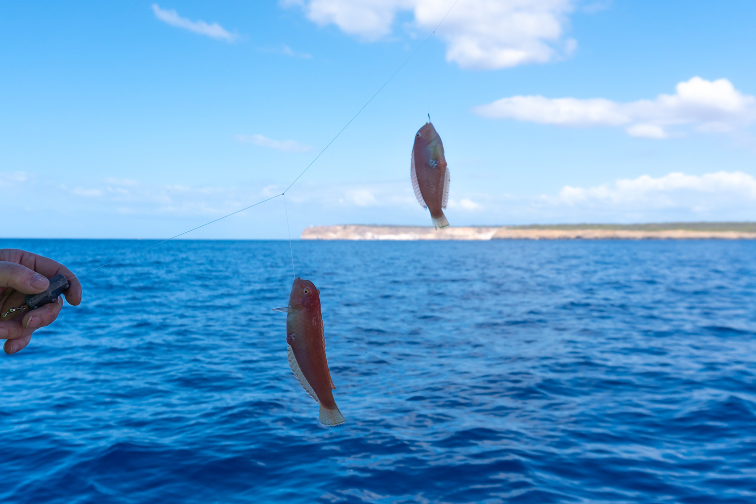 noticias náuticas, actualidad náutica, pesca del raor, pesca, ibiza, formentera, baleares, leyes de 