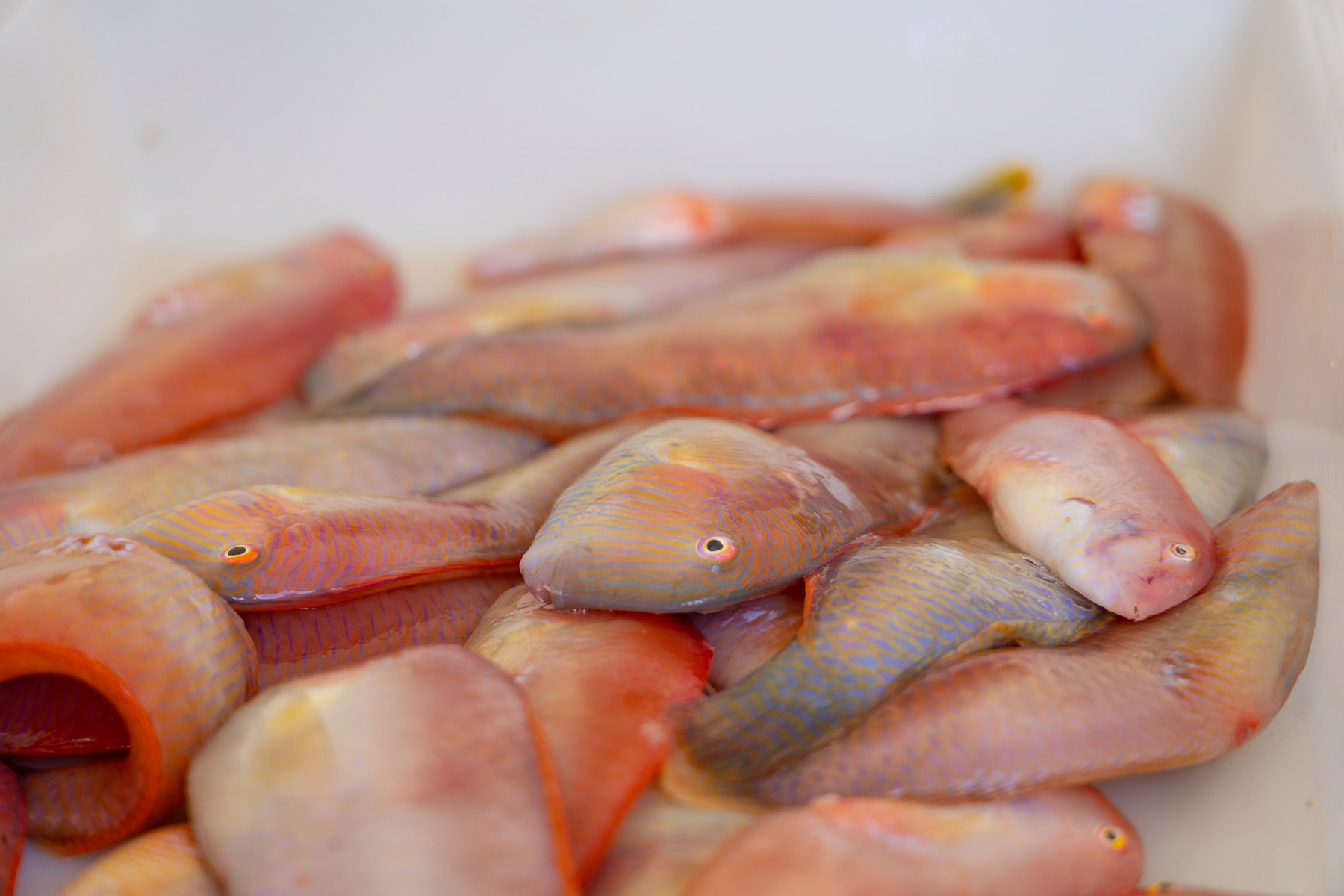 noticias náuticas, actualidad náutica, pesca del raor, pesca, ibiza, formentera, baleares, leyes de 