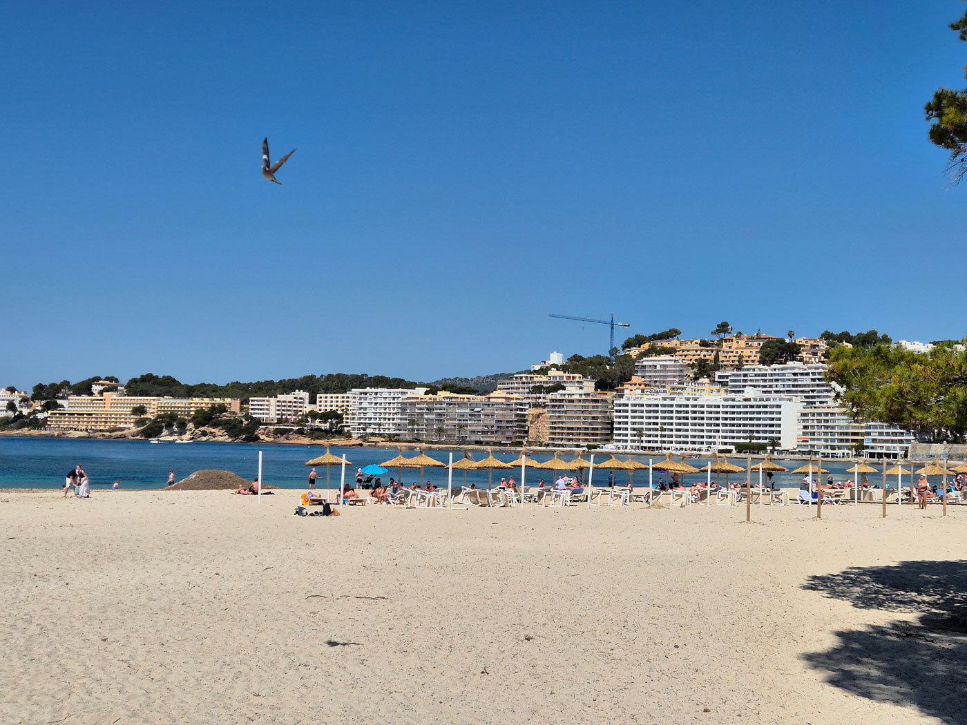 noticias náuticas, actualidad náutica, calvià, playas, aforo, ocupación, turismo, turistas, verano, 