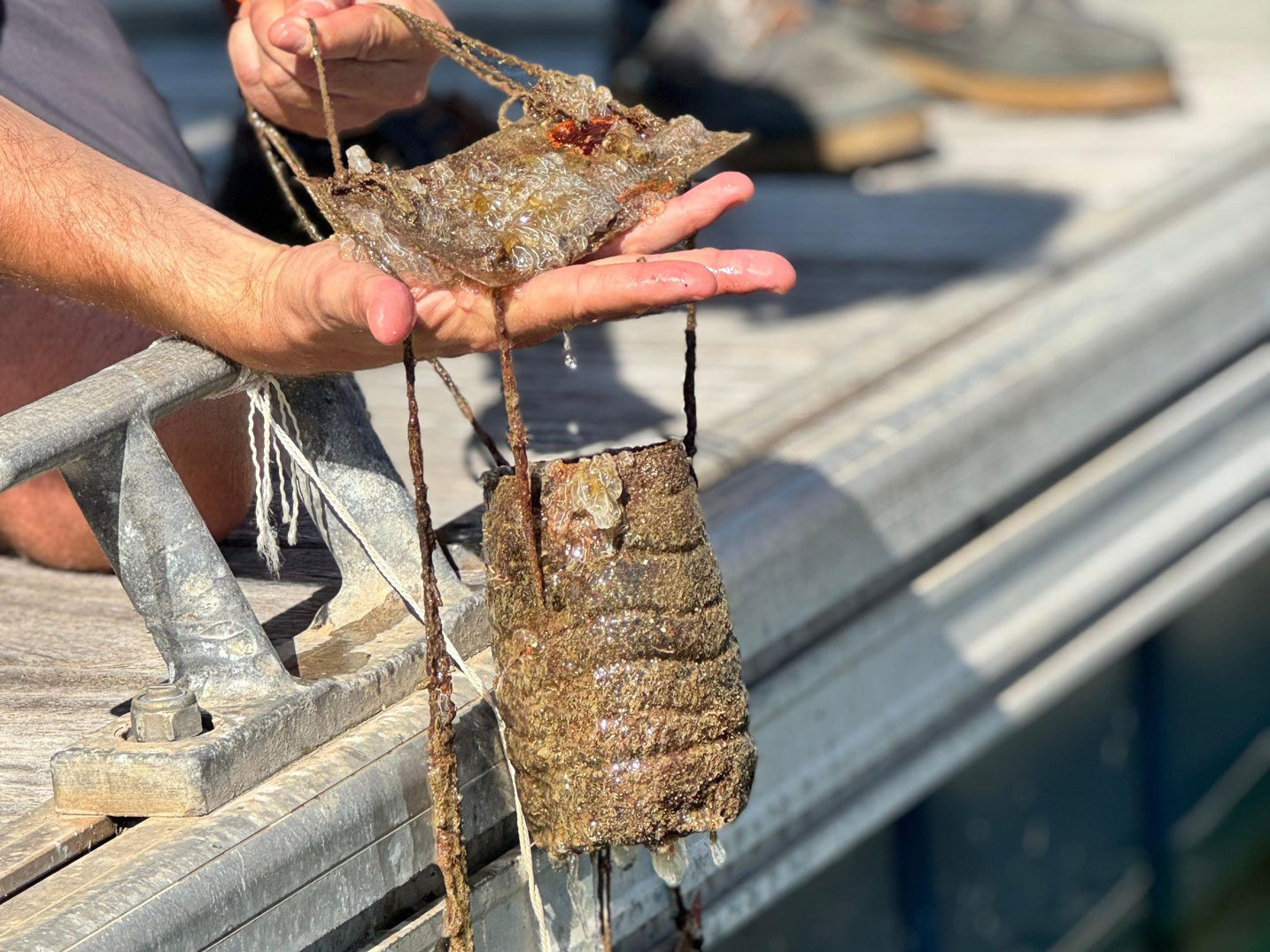 noticias náuticas, actualidad náutica, trampas de bifouling, proyecto académico, marina port de mall