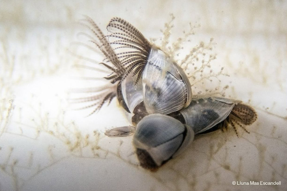 noticias náuticas, actualidad náutica, calvià, mare, la voz del mar, la veu del mar, exposición foto