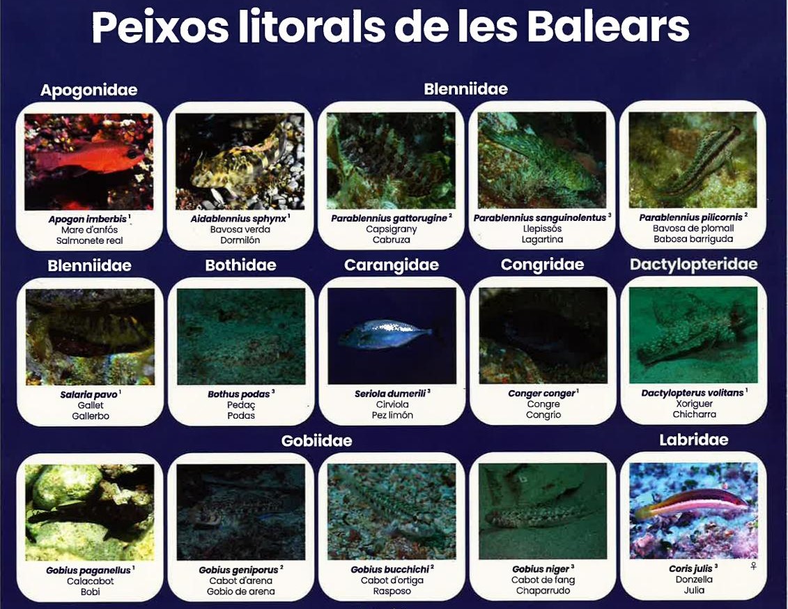 noticias náuticas, actualidad náutica, pesca, peces, guía, apnea, pesca submarina, fotografía submar