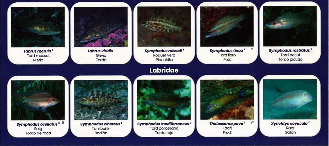 noticias náuticas, actualidad náutica, pesca, peces, guía, apnea, pesca submarina, fotografía submar
