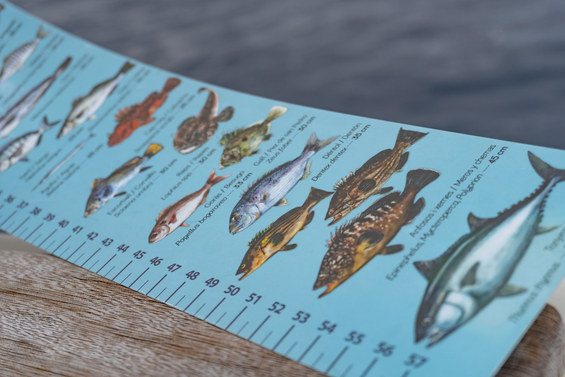 noticias náuticas, actualidad náutica, sector pesquero balear, pesca en baleares, gamba roja, cuota 