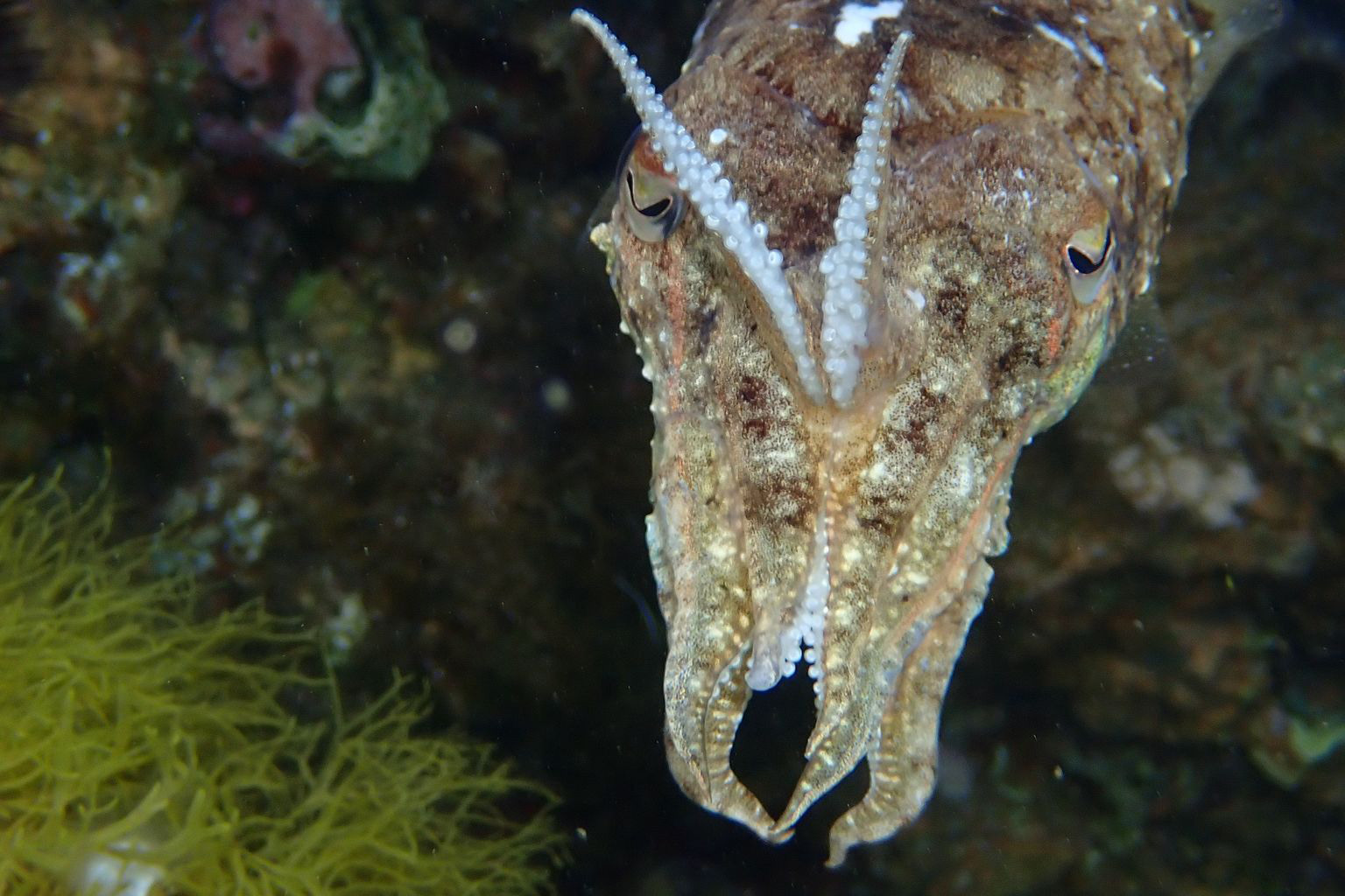 nautical news, nautical news, uib, underwater photography, citizen science, marine fauna, sea, sea o