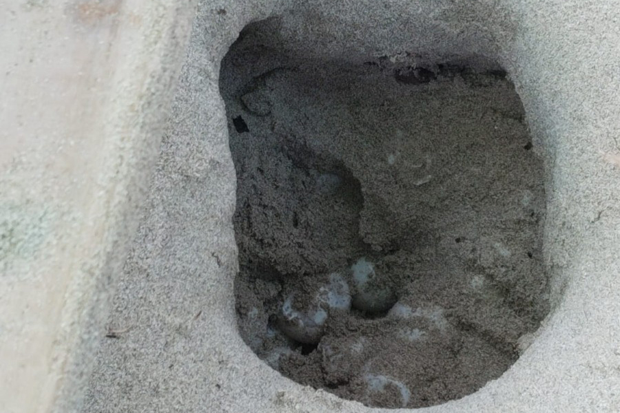 noticias náuticas, actualidad náutica, tortugas marinas, medio ambiente, fauna marina, conservación 