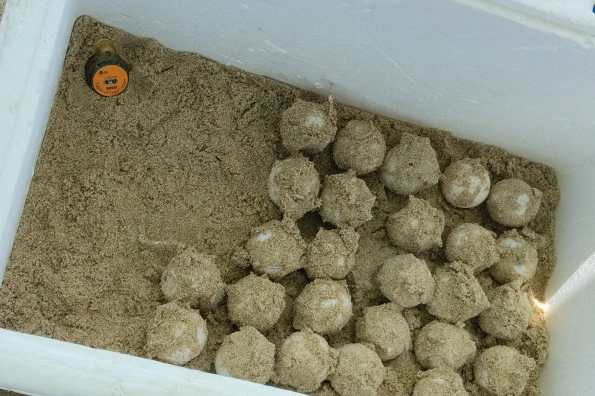 noticias náuticas, actualidad náutica, tortugas marinas, medio ambiente, fauna marina, conservación 