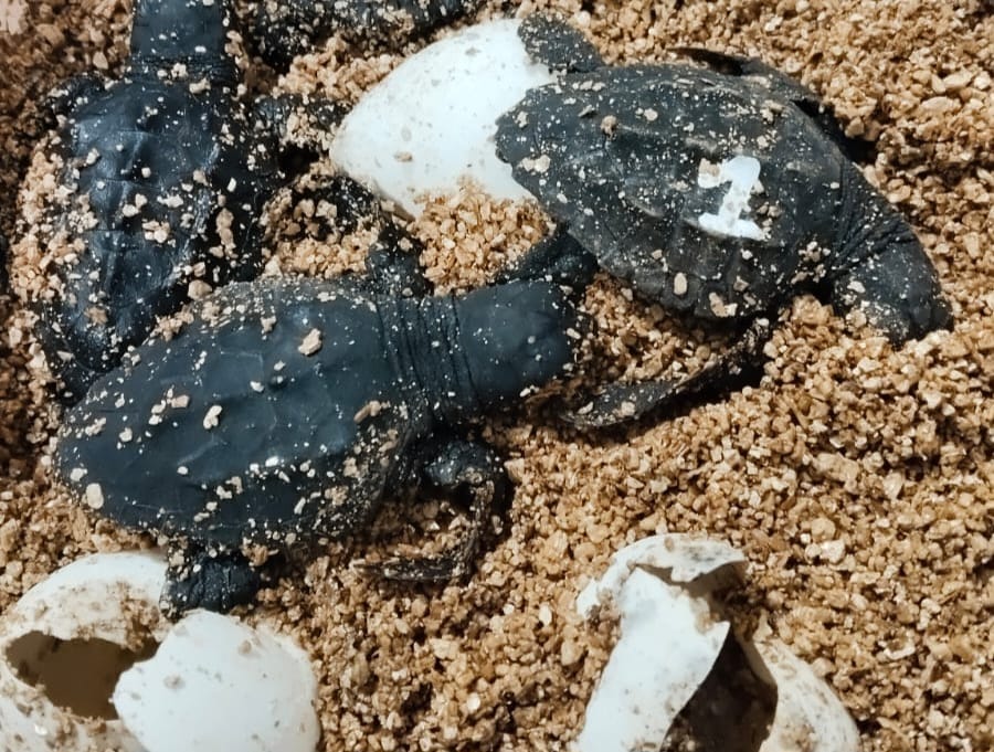 noticias náuticas, actualidad náutica, nido, tortugas marinas, medio ambiente, palma, mallorca, isla