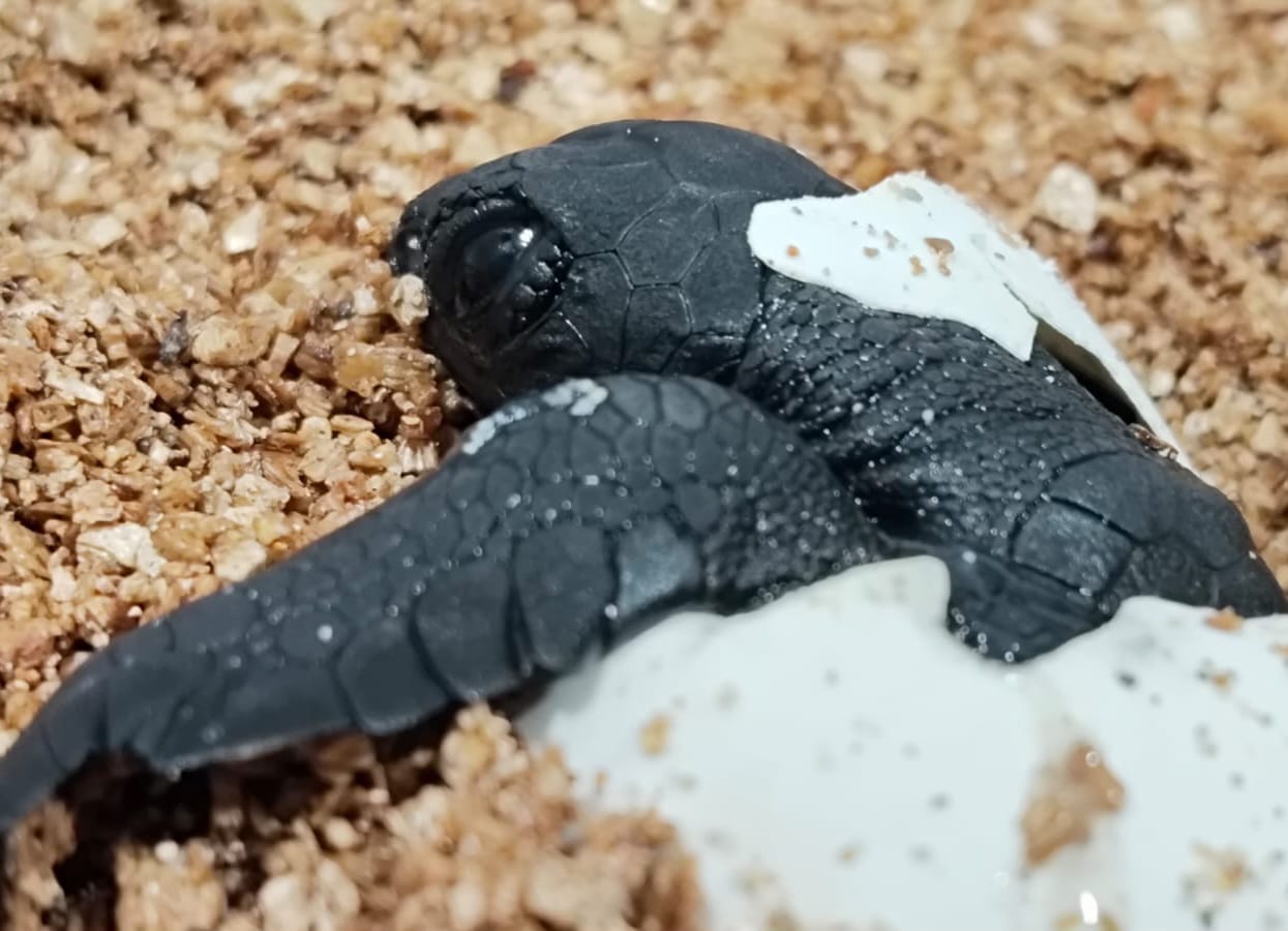noticias náuticas, actualidad náutica, nido, tortugas marinas, medio ambiente, palma, mallorca, isla