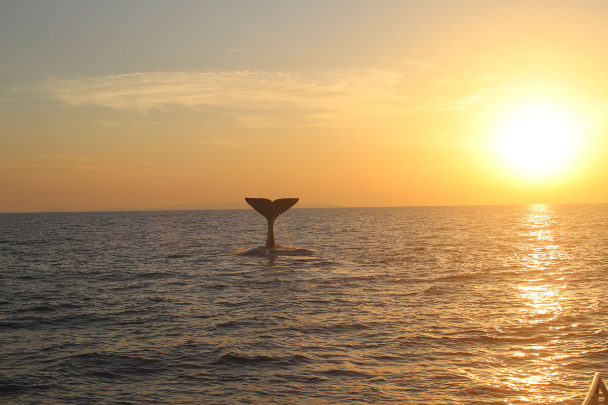 nautical news, nautical news, menorca, tursiops, sperm whales, protected marine area, environment, m