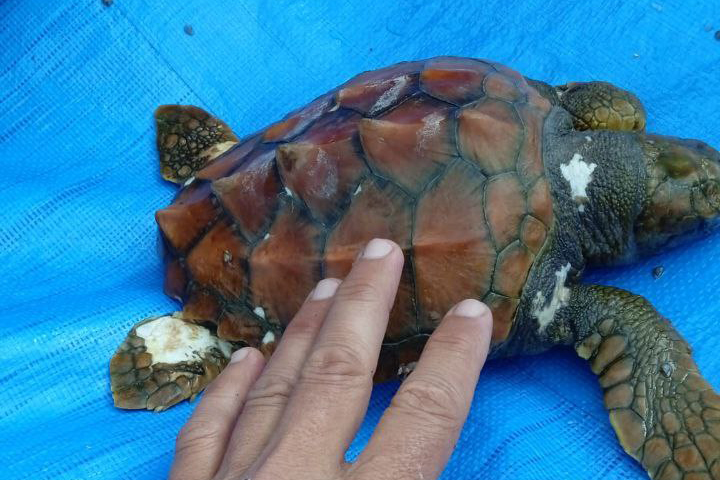 noticias náuticas, actualidad náutica, islas baleares, limpieza del litoral, medio ambiente, fauna m
