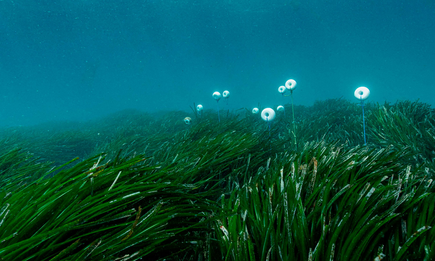 noticias náuticas, actualidad náutica, posidonia, medio ambiente, bahía de talamanca, ibiza, pradera