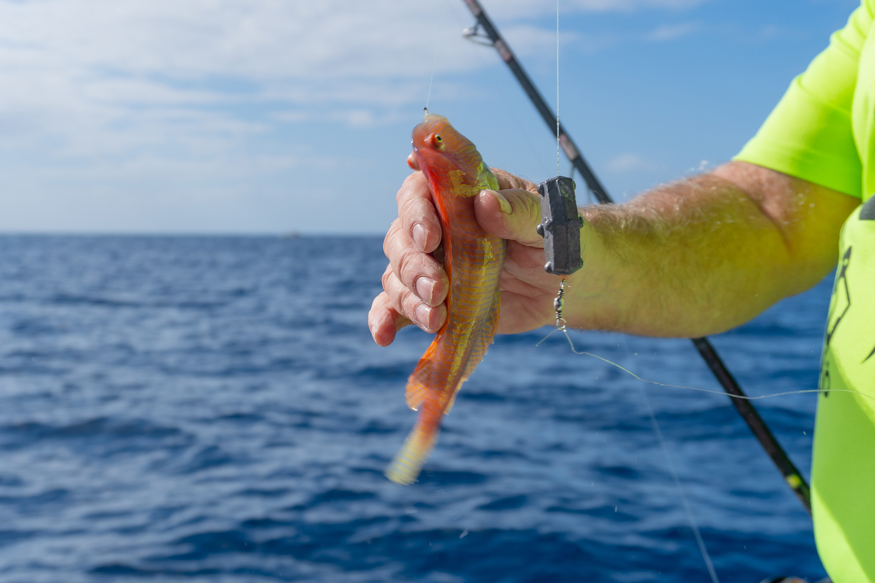 noticias náuticas, actualidad náutica, pesca, apertura, raor, pescadores de baleares, pesca balear, 