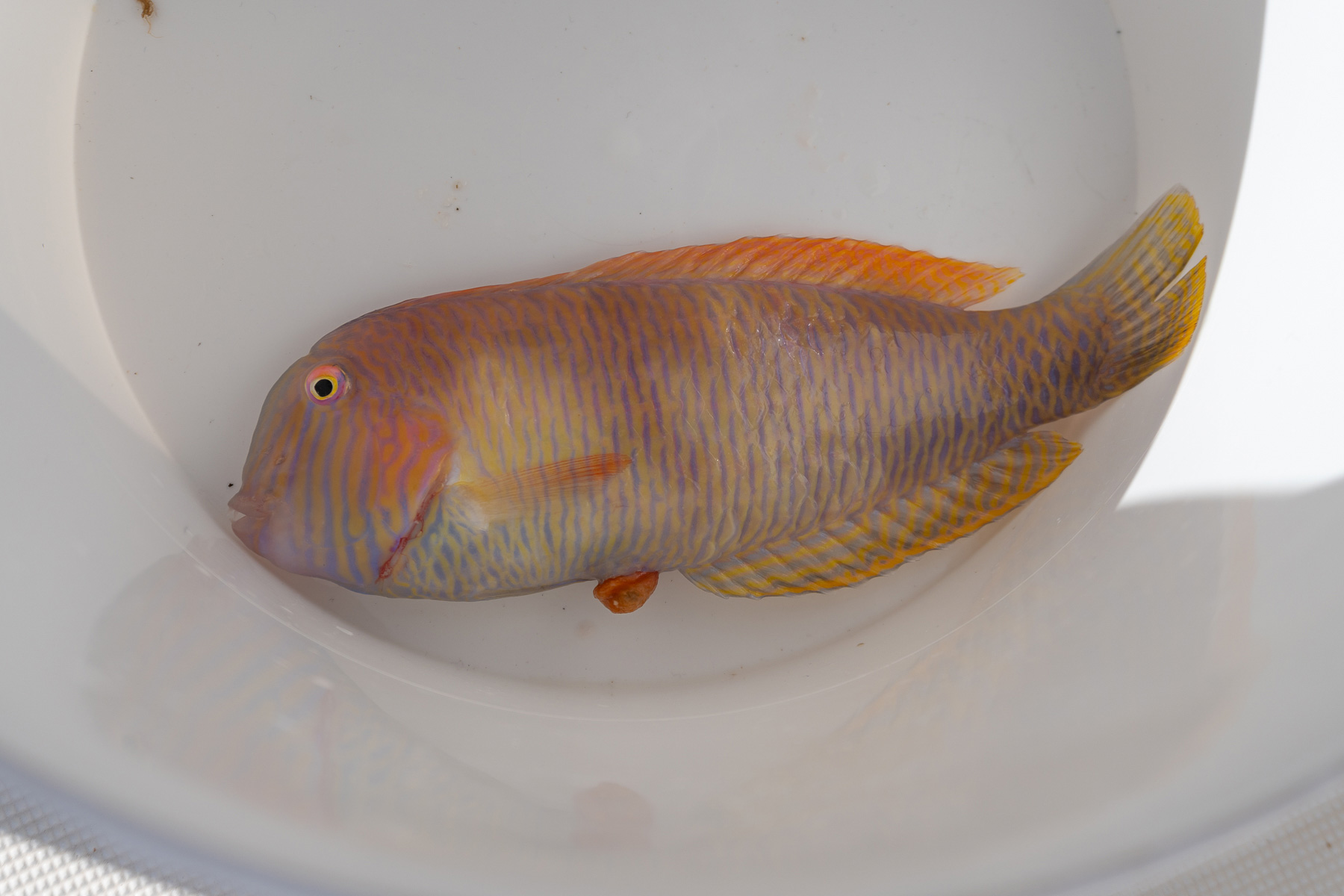 noticias náuticas, actualidad náutica, pesca, apertura, raor, pescadores de baleares, pesca balear, 
