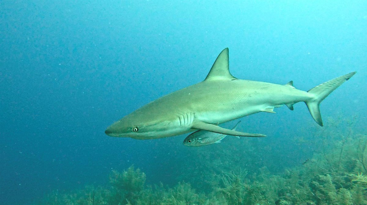 noticias náuticas, actualidad náutica, tiburones, rayas, plan de conservación, especies marinas, isl