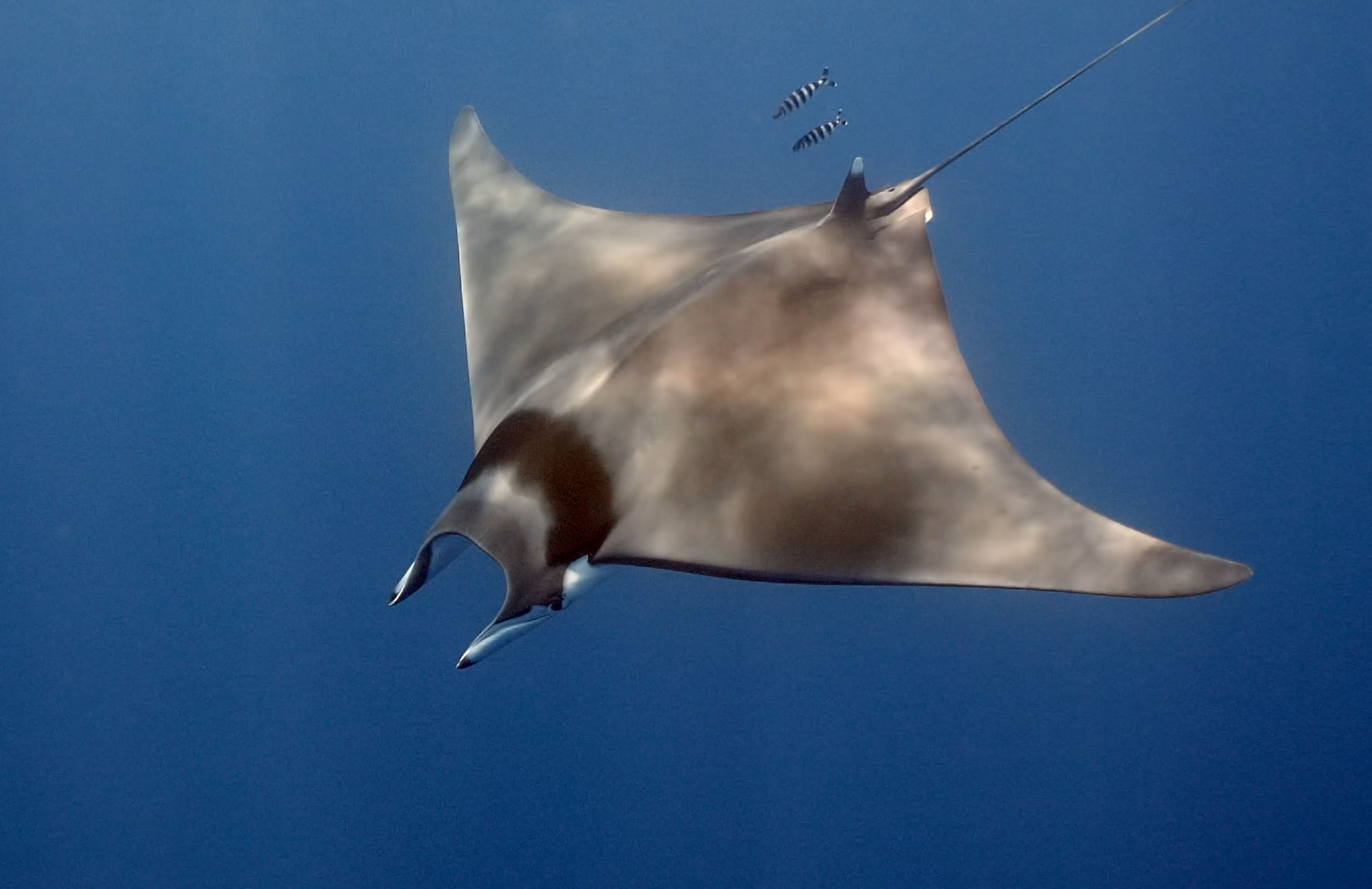 noticias náuticas, actualidad náutica, tiburones, rayas, plan de conservación, especies marinas, isl