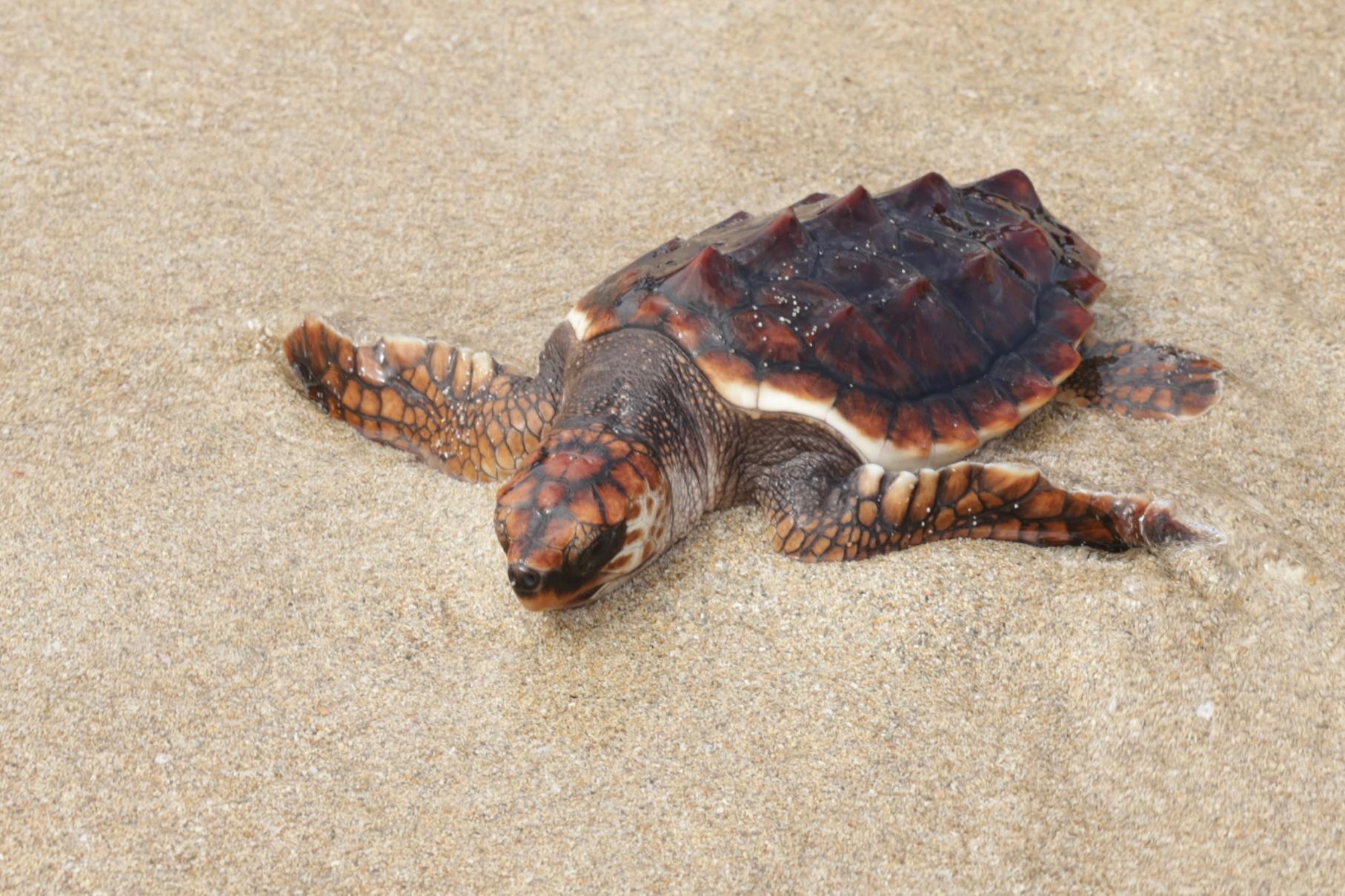 noticias náuticas, actualidad náutica, tortugas marinas, medio ambiente, fauna marina, conservación 