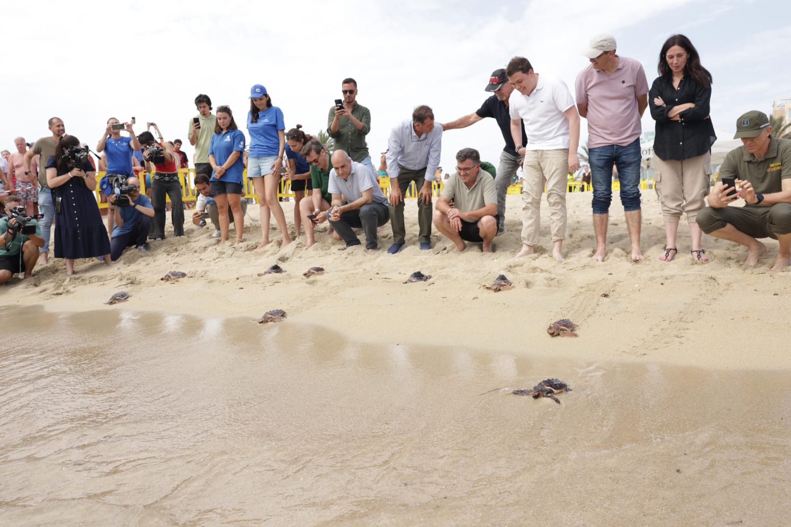noticias náuticas, actualidad náutica, tortugas marinas, medio ambiente, fauna marina, conservación 