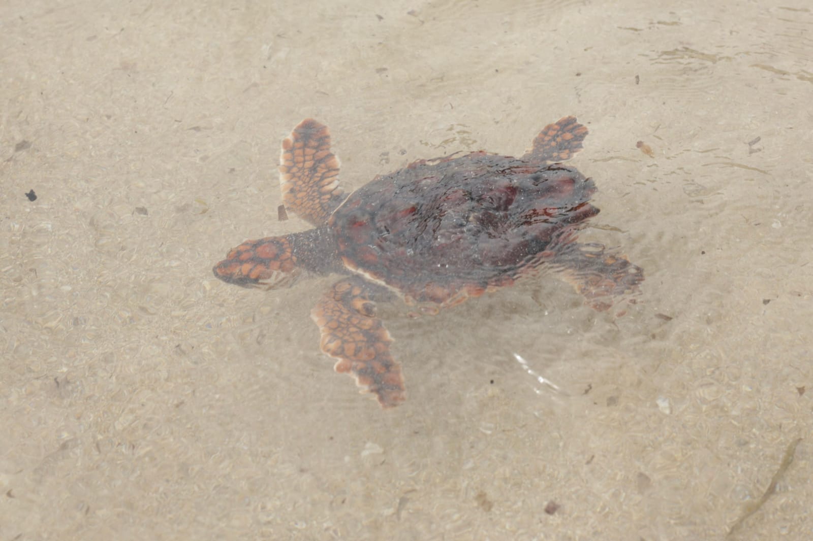 noticias náuticas, actualidad náutica, tortugas marinas, medio ambiente, fauna marina, conservación 
