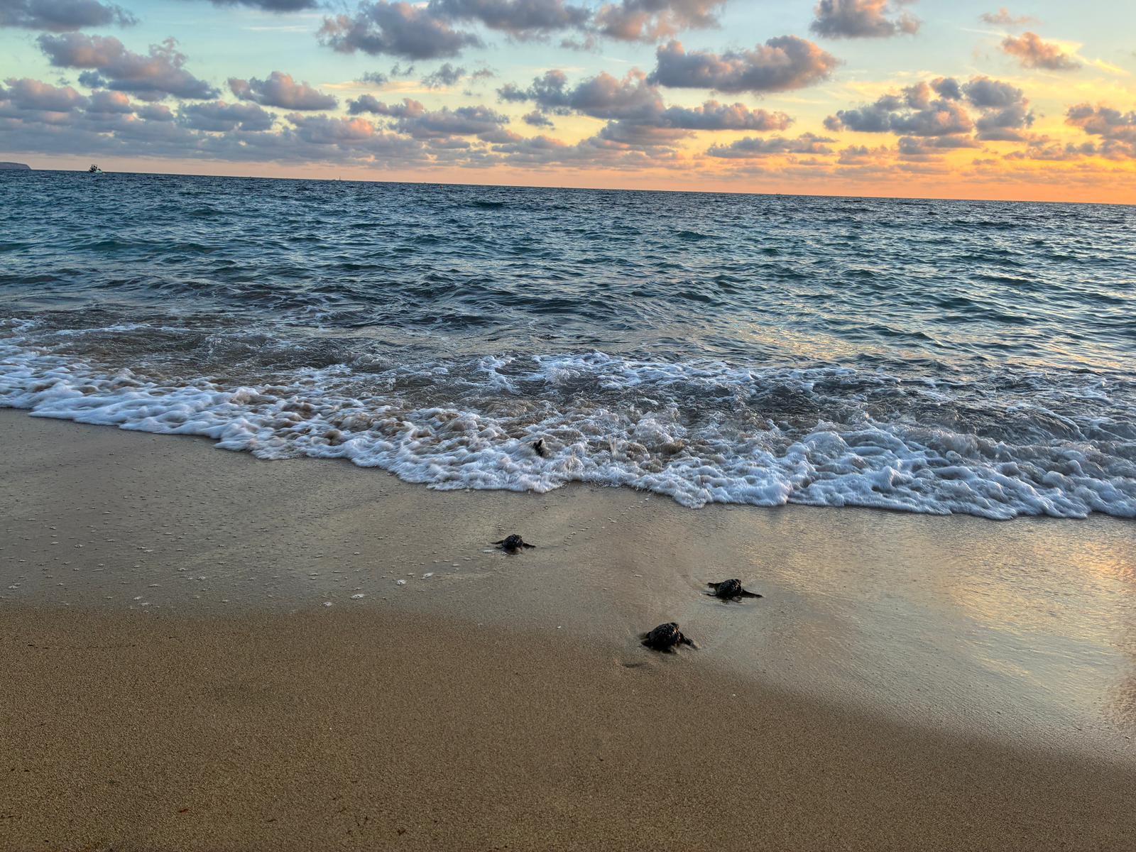 noticias náuticas, actualidad náutica, tortugas marinas, medio ambiente, fauna marina, conservación 