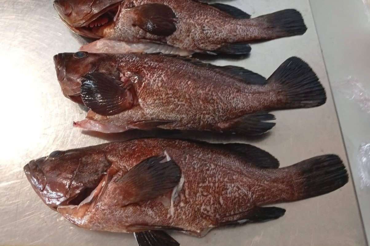noticias náuticas, actualidad náutica, pesca ilegal, ibiza, pesca, pescadores de baleares, meros, co