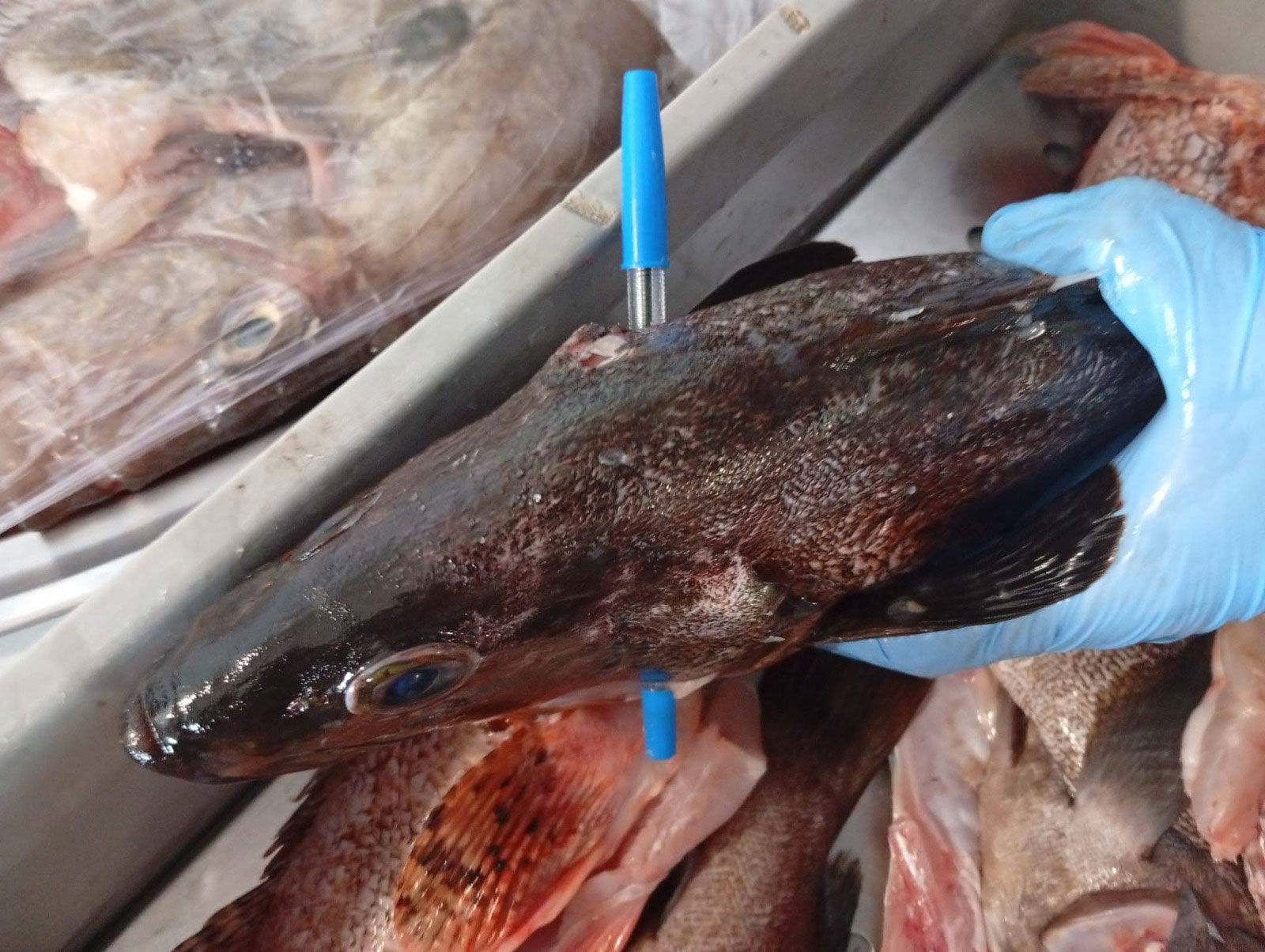 noticias náuticas, actualidad náutica, pesca ilegal, ibiza, pesca, pescadores de baleares, meros, co