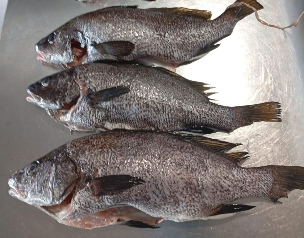 noticias náuticas, actualidad náutica, pesca ilegal, ibiza, pesca, pescadores de baleares, meros, co
