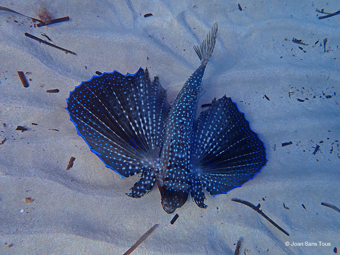 noticias náuticas, actualidad náutica, mare, fotografía, exposición fotográfica, conservación del ma