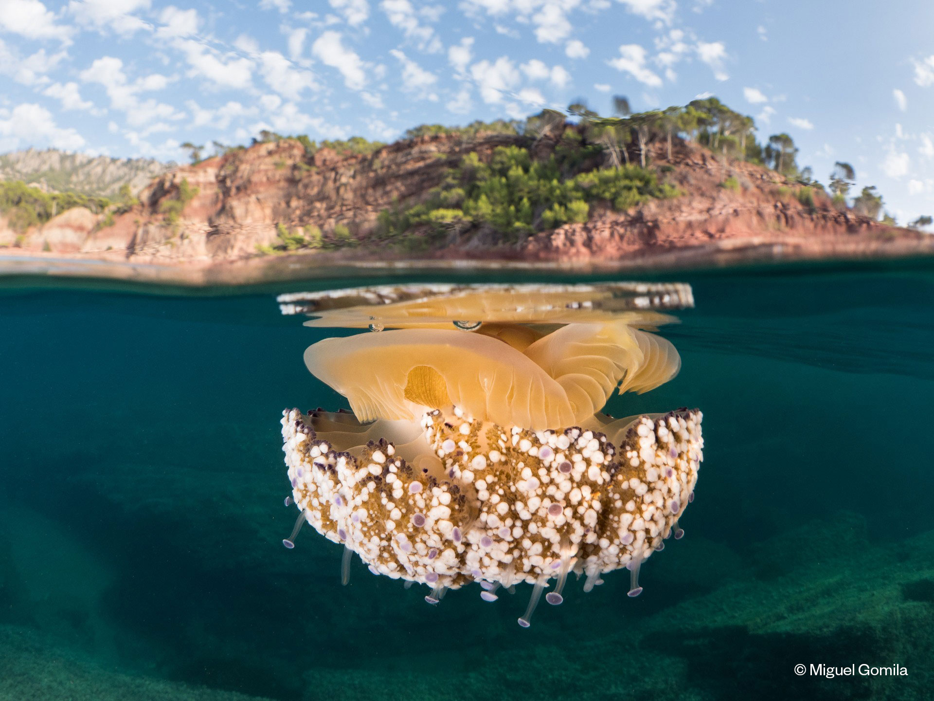 noticias náuticas, actualidad náutica, mare, fotografía, exposición fotográfica, conservación del ma
