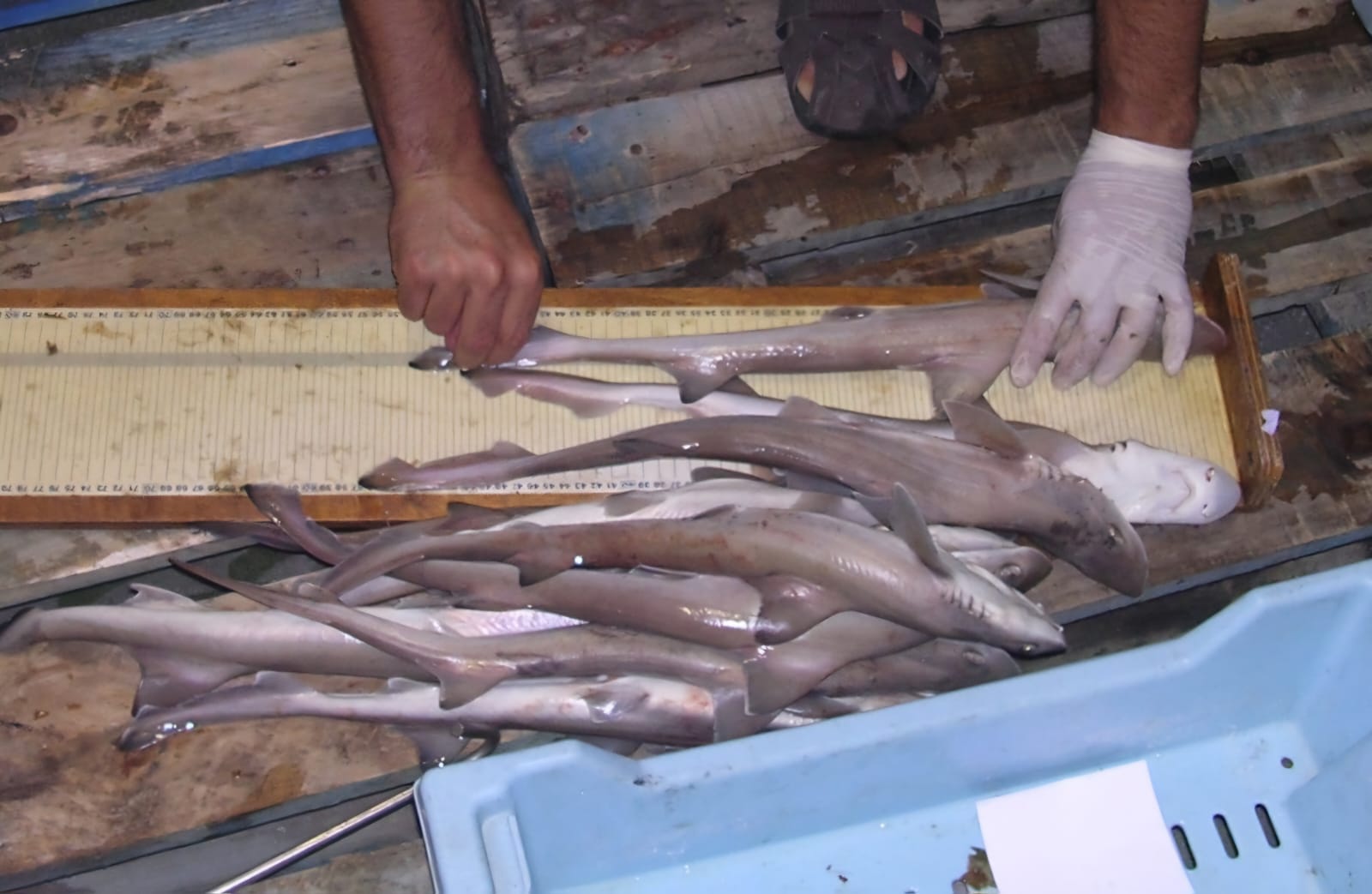noticias náuticas, actualidad náutica, pesca recreativa, musola, cap-roig, limitaciones de pesca, re
