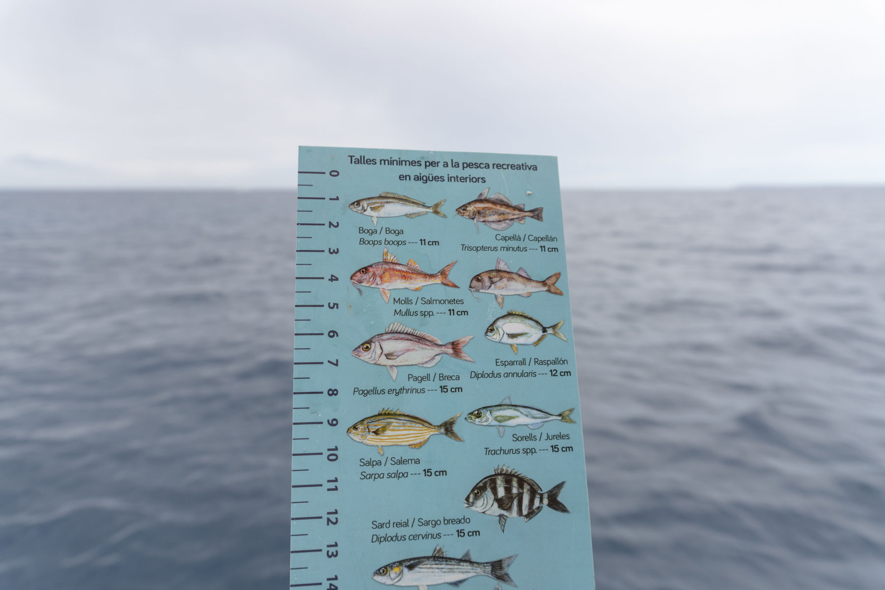 noticias náuticas, actualidad náutica, pesca recreativa, musola, cap-roig, limitaciones de pesca, re
