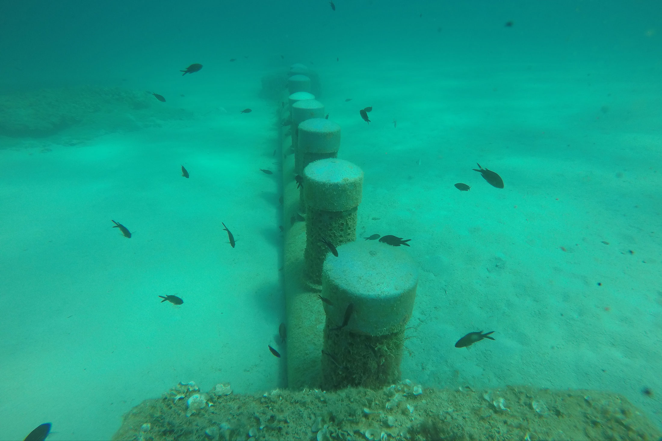 noticias náuticas, actualidad náutica, calvià, microalgas, medio ambiente, bombas submarinas, fondo 