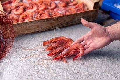 noticias náuticas, actualidad náutica, pesca, sector pesquero, islas baleares, fao, sostenibilidad, 