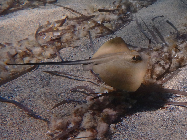 nautical news, nautical news, uib, sharks, rays, marine fauna, marine life, environment, life-promet