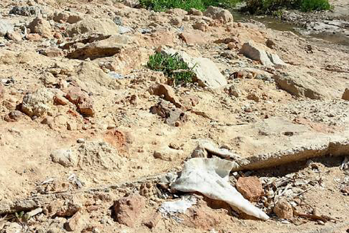 noticias náuticas, actualidad náutica, bandera negra, medio ambiente, playas de baleares, sostenibil