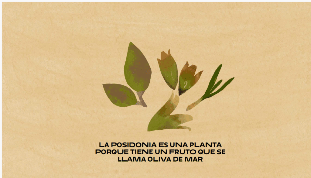 noticias náuticas, actualidad náutica, oceanides, posidonia, replantanción de posidonia oceánica, me
