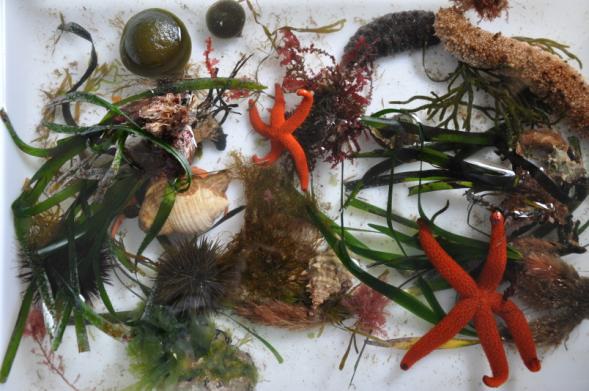 El Aula del Mar amplía sus actividades para concienciar sobre la importancia de cuidar el mar