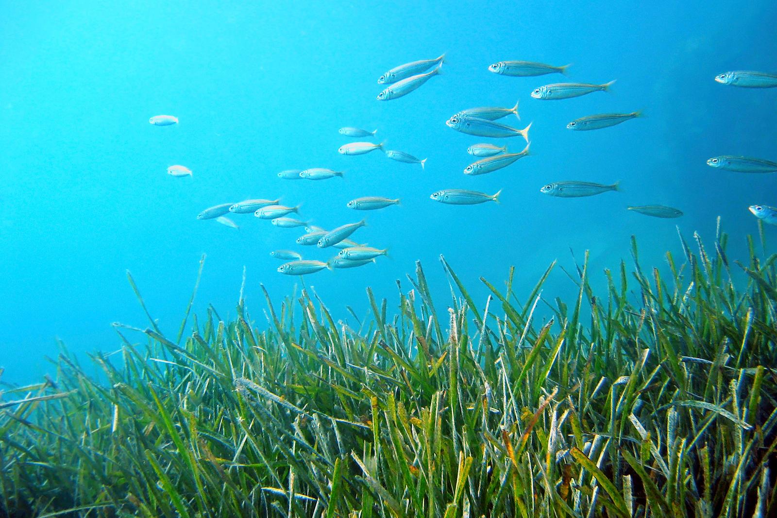 Nueva regulación al buceo profesional en las islas
