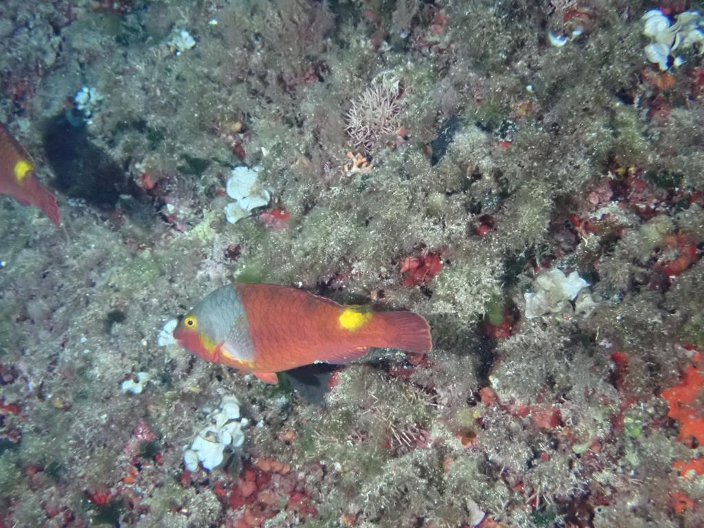 El registro de datos de peces raros recibe más de 50 aportaciones en 2022