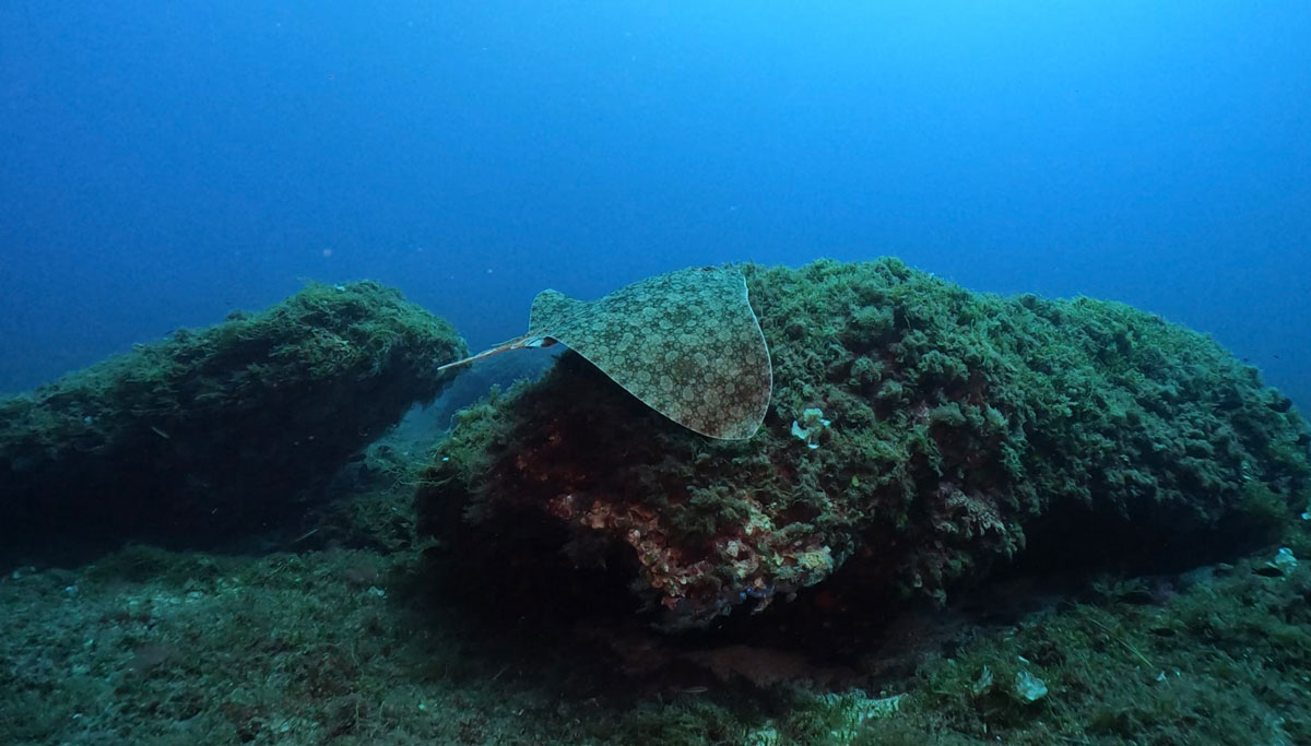 actualidad náutica, noticias náuticas, peces, raros, base de datos, registros, DAPERA, islas baleare