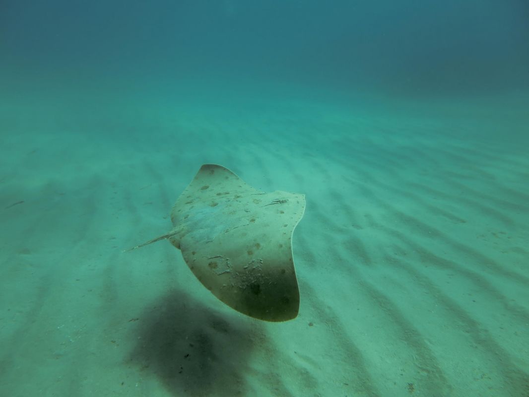 Baleares inicia un completo estudio sobre las rayas más amenazadas del Mediterráneo