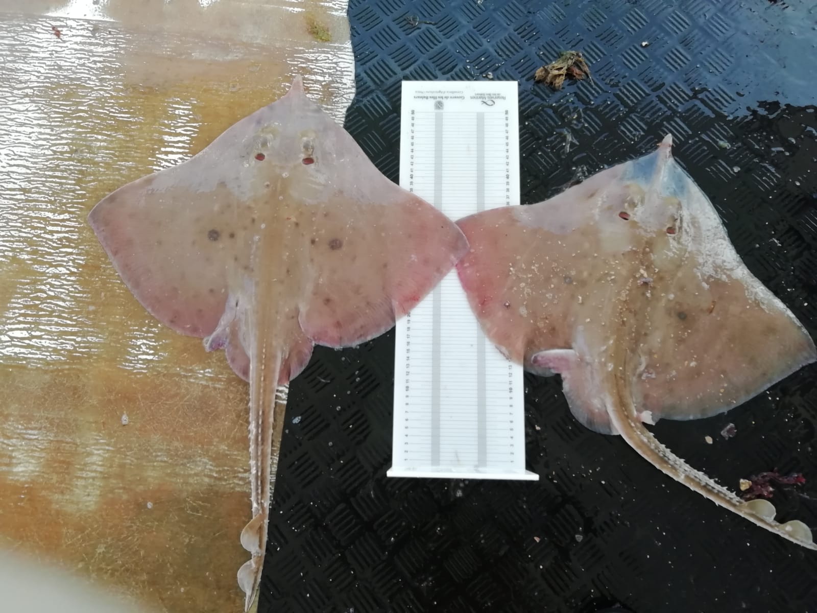actualidad náutica, noticias náuticas, raya mariposa, pesca, COFIB, raya bramante, rajibal, mar medi