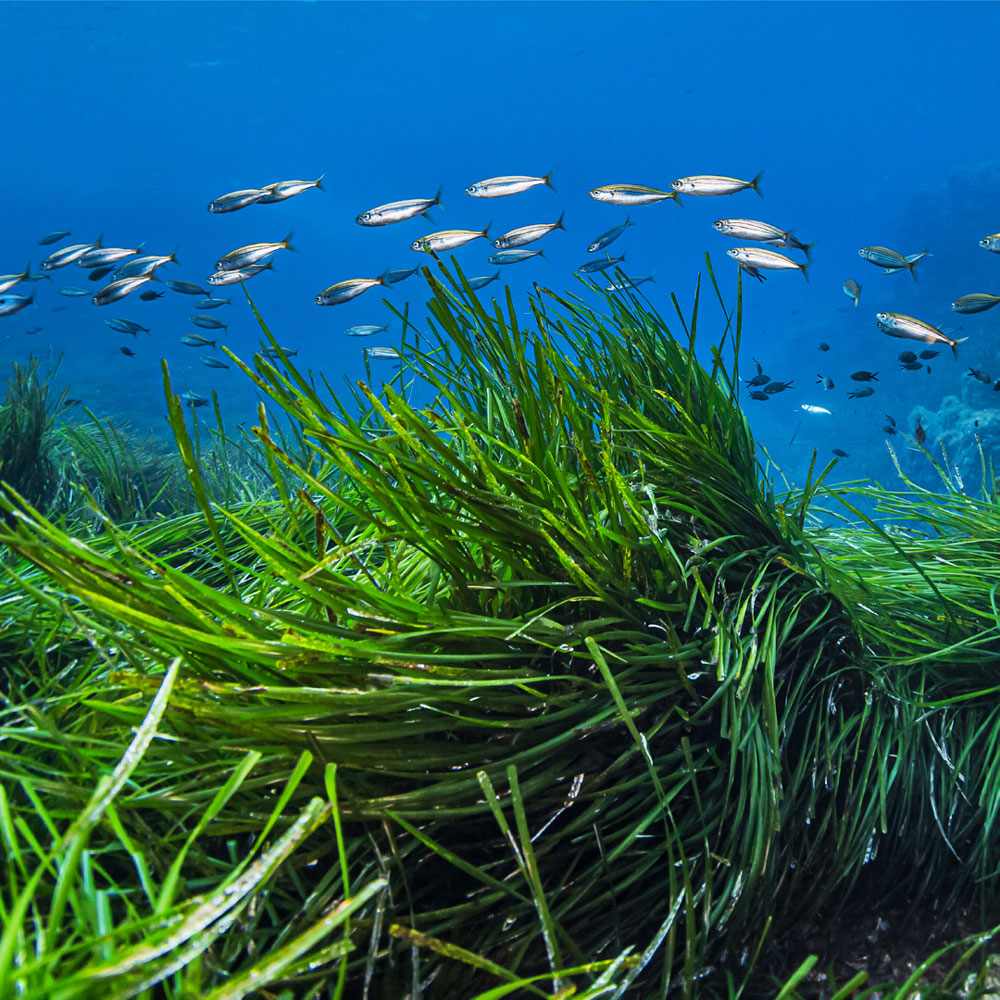 La posidonia protagonista del Día de las Islas Baleares en Palma Aquarium 