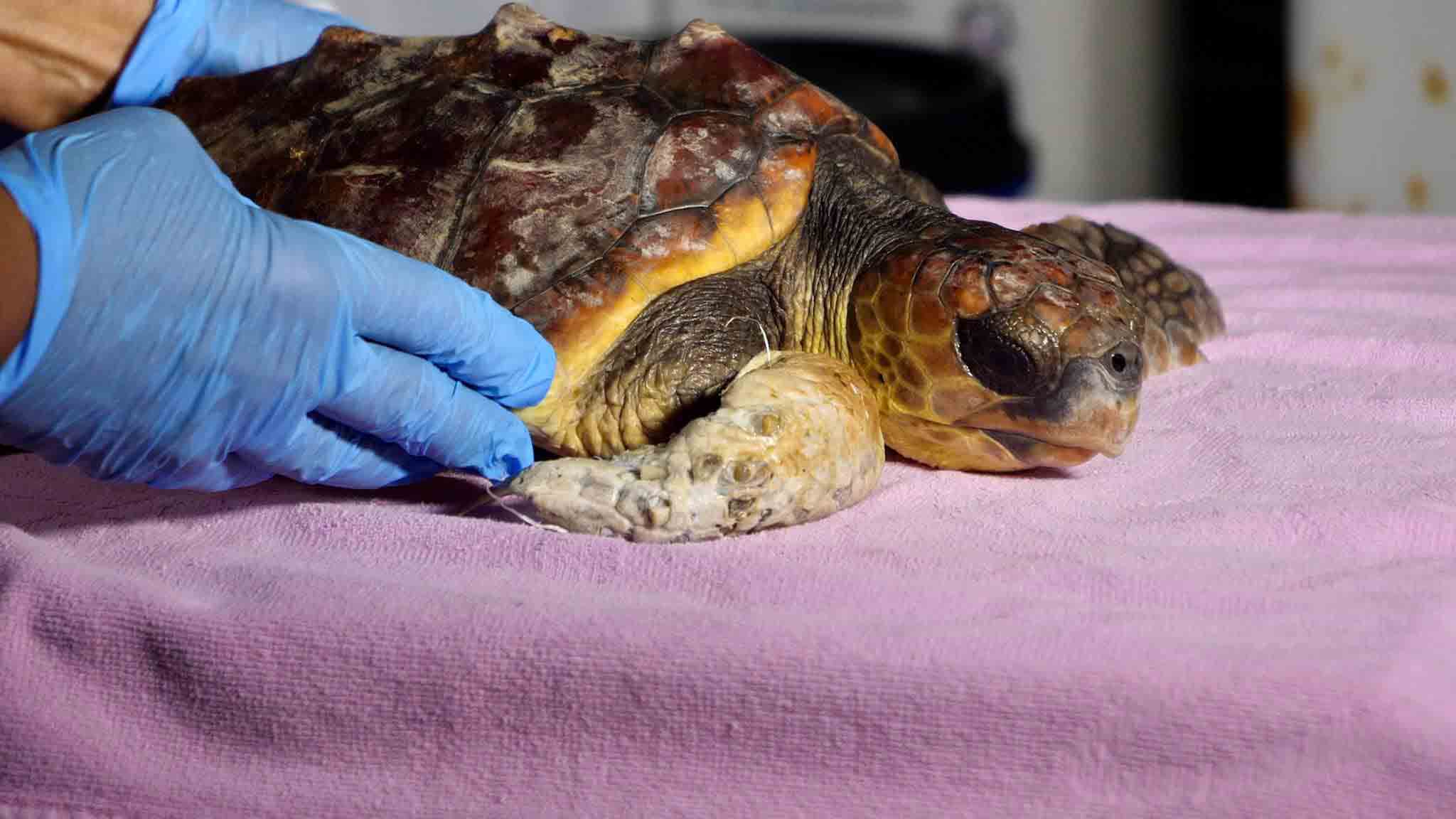 Los fondos europeos permiten a la Fundación Palma Aquarium mejorar la asistencia a los varamientos d