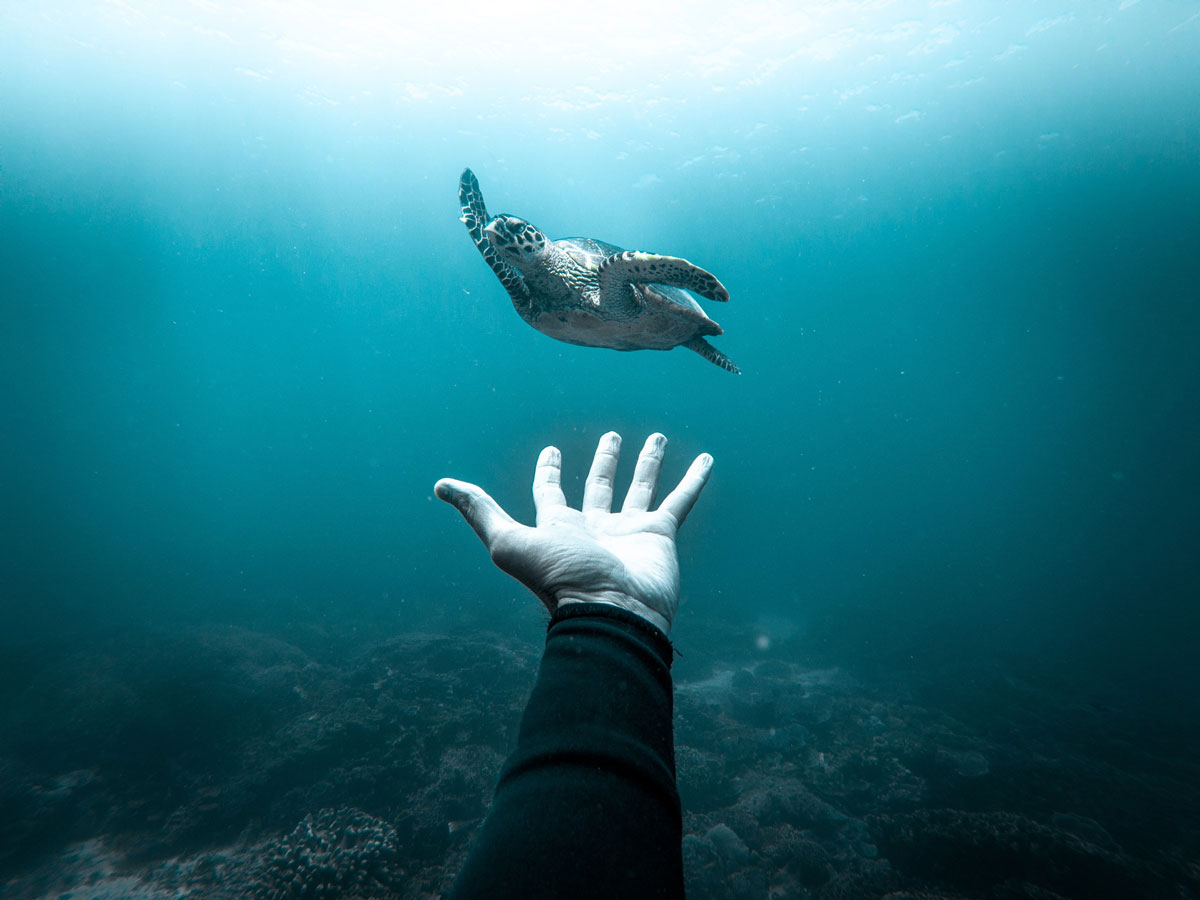 The Ocean Film Festival returns to the Balearic Islands for its tenth anniversary